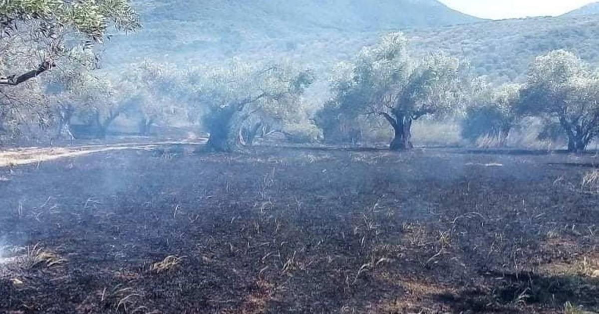 Συνελήφθη μια ηλικιωμένη για την φωτιά στον ελαιώνα Κορώνειας