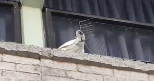 "Αναρχικός" παπαγάλος πετάει τα προστατευτικά καρφιά στον δρόμο(Βίντεο)