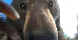 Αρκούδα βρήκε GoPro, την άνοιξε και τράβηξε βίντεο