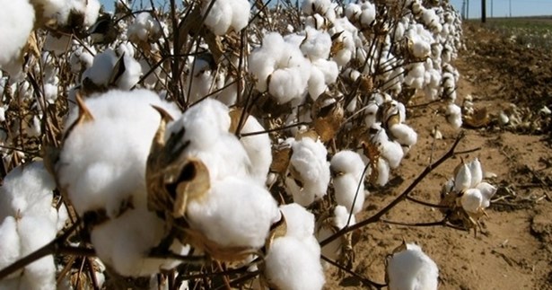 Σε χαμηλά επίπεδα η παρουσία του πράσινου σκουληκιού στις καλλιέργειες βαμβακιού στην Στερεά Ελλάδα Σε χαμηλά επίπεδα η παρουσία του πράσινου σκουληκιού στις καλλιέργειες βαμβακιού στην Στερεά Ελλάδα