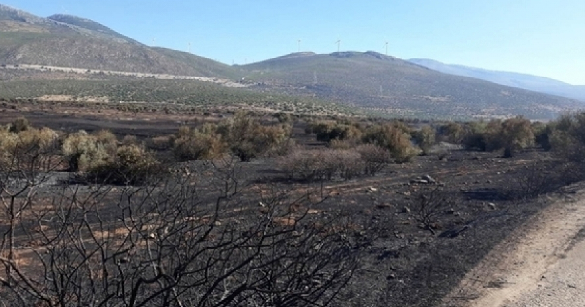 Τι προτείνει η Τ.Κ Χωστίων για την αποκατάσταση του ελαιώνα - Δηλώσεις της Γιώτας Πούλου και του Ανδρέα Κουτσούμπα (Βίντεο)