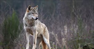 Ε.Λ. στη Βουλή: «Αγέλες λύκων σπέρνουν τον φόβο στο Αμπελοχώρι Θηβών»