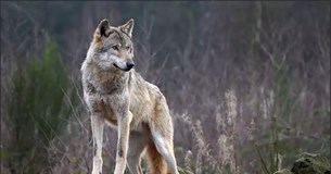Τι απαντάει το Υπ.ΑΑΤ σε ερώτηση της Ε.Λ. για τις αγέλες λύκων στο Αμπελοχώρι Θηβών