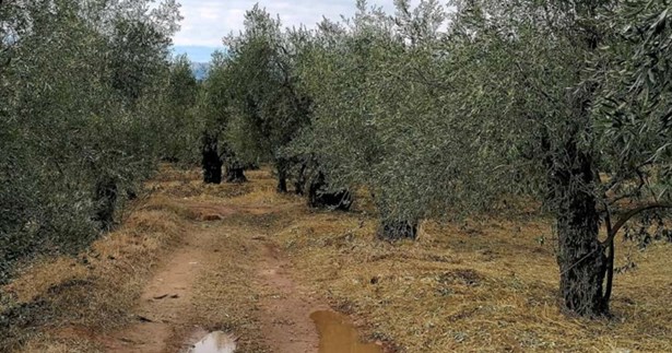 Ένα βήμα πιο κοντά το αρχαιολογικό κομμάτι για την άρδευση του Ελαιώνα