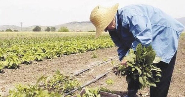 Την άμεση αντιμετώπιση της έλλειψης εργατών γης ζητά ο Γ. Μουλκιώτης