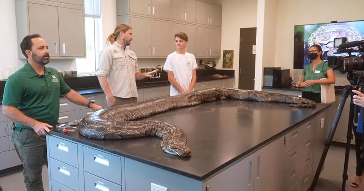 ΗΠΑ: Στη Φλόριντα εντοπίστηκε το βαρύτερο φίδι που υπήρξε ποτέ
