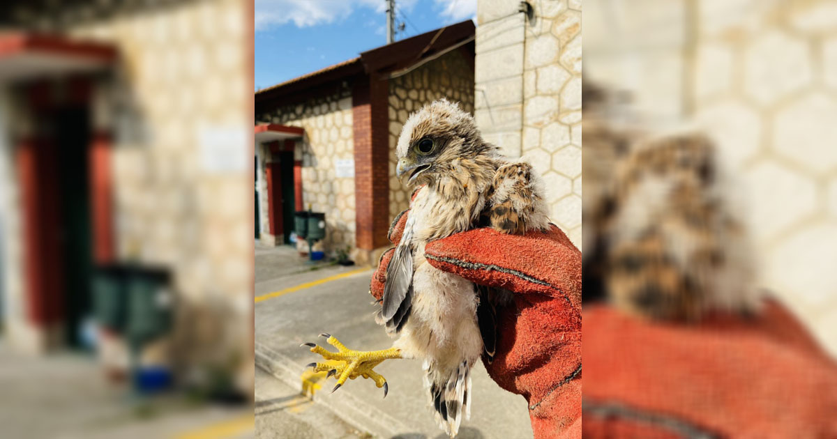 Έσωσαν τραυματισμένο γεράκι στο Σιδηροδρομικό Σταθμό Λιβαδειάς