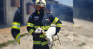 Σχηματάρι: Ρουμάνος πυροσβέστης έσωσε προβατάκι από την φωτιά