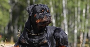 Συνελήφθη ο ιδιοκτήτης του σκύλου που δάγκωσε το αγοράκι στην Εύβοια