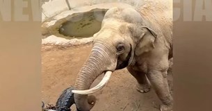 Κίνα: Γλυκύτατος ελέφαντας επέστρεψε σε παιδί το χαμένο του παπούτσι