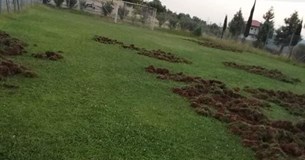 Αλίαρτος: Αγριογούρουνα κατέστρεψαν γήπεδο 5Χ5 στο Μάζι (Φωτογραφίες)