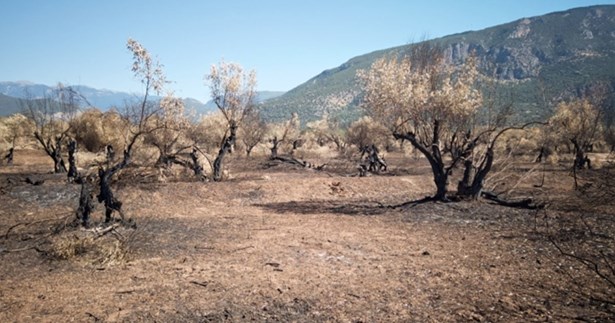 Ευρεία σύσκεψη την Δευτέρα για την αποκατάσταση του Ελαιώνα Αμφισσας