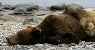 Η κλιματική αλλαγή ξυπνάει τις αρκούδες