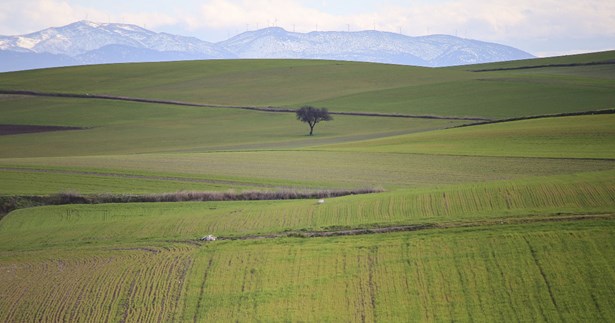 Ερώτηση Μουλκιώτη στη Βουλή για τις μεγάλες καταστροφές σε καλλιέργειες στη Βοιωτία από ποντίκια