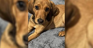 Πανέμορφο σκυλάκι ψάχνει οικογένεια - Ακυρώθηκε δύο φορές η υιοθεσία του