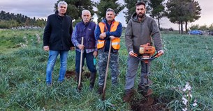 Δενδροφύτευση από το Δασαρχείο Θηβών και τον Κ.Σ.Θ. στο Μοσχοπόδι