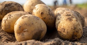 Την στήριξη των παραγωγών πατάτας στη Βοιωτία ζητάει ο Γιώργος Μουλκιώτης