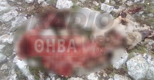 Νέα επίθεση λύκων στη Δάφνη Βοιωτία - Κατασπάραξαν ένα μοσχαράκι (Φωτογραφία)