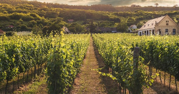 Την ενημέρωση των Βοιωτών αμπελουργών για τον αποκλεισμό του από την de minimis ενίσχυση ζητά ο Γ. Μουλκιώτης