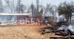 Φωτιά στο Καπαρέλλι - Απόγνωση και αγανάκτηση κτηνοτρόφου μπροστά στο καμένο μαντρί του (Βίντεο)