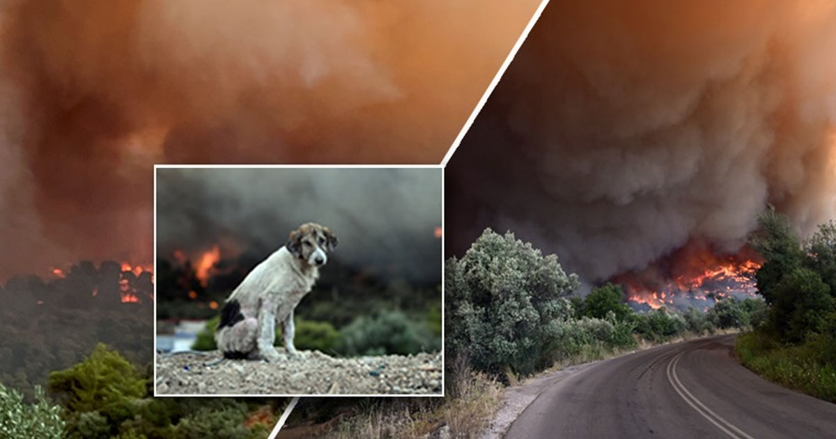 Μαίνεται η πυρκαγιά στα Δερβενοχώρια