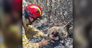 Δερβενοχώρια: Σκυλάκια πίνουν νερό από τα χέρια πυροσβέστη στα καμένα - Δείτε το συγκινητικό βίντεο