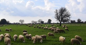 Υποβολή δηλώσεων ζημιάς των γεωκτηνοτρόφων του Ορχομενού για τον καύσωνα στις 23 Ιουλίου 2023