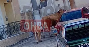 Έκτακτο: Αγελάδα και μοσχαράκι κάνουν «βόλτες» μέσα στη Θήβα