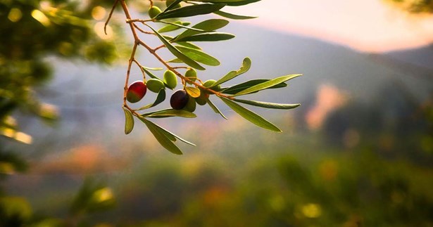 Στα προβλήματα στην ελαιοκαλλιέργεια αναφέρθηκε ο υπ. Περιφερειάρχης Στερεάς Ελλάδας, Κώστα Μπασδέκης