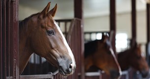 Φρίκη στη Χαλκίδα - Νεκρό άλογο στο οδόστρωμα, το είχαν δέσει με αλυσίδες και σχοινιά σε κολώνα φωτισμού