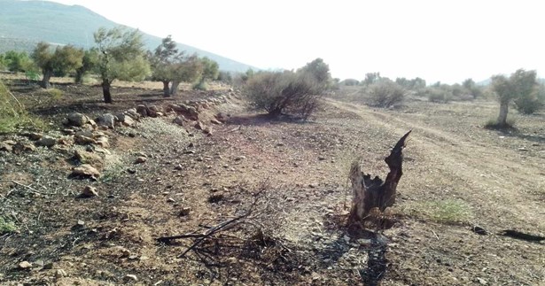 Θ. Κιούσης: Οι ελαιοπαραγωγοί στα Χώστια να ενταχθούν μετά τη νέα πυρκαγιά στο ειδικό καθεστώς κρατικής αρωγής