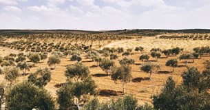 Ερώτηση της Γ. Πούλου στη Βουλή για την ακαρπία των ελαιόδεντρων στην Βοιωτία