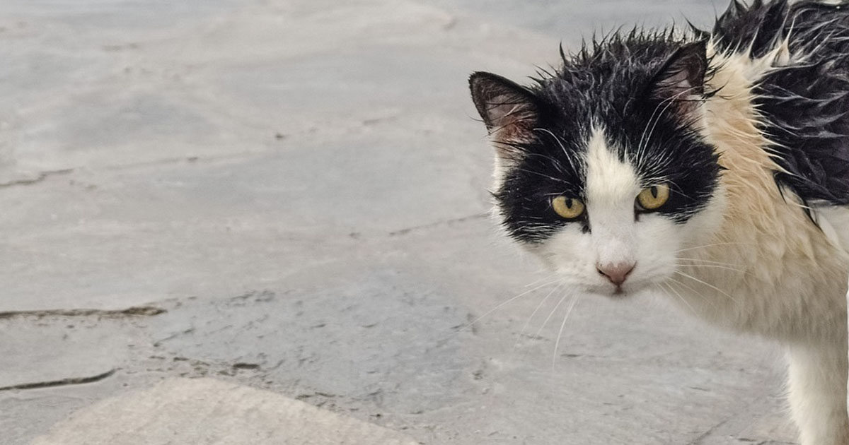 Πρόγραμμα στείρωσης αδέσποτων ζώων από το Δήμο Δελφών