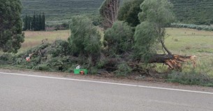 Πτώσεις δέντρων στην Ε.Ο. Λιβαδειάς Αράχωβας - Από θαύμα δεν υπήρξαν θύματα (Φωτό)