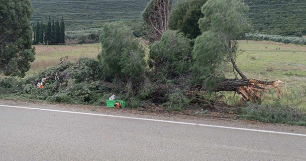 Πτώσεις δέντρων στην Ε.Ο. Λιβαδειάς Αράχωβας - Από θαύμα δεν υπήρξαν θύματα (Φωτό)