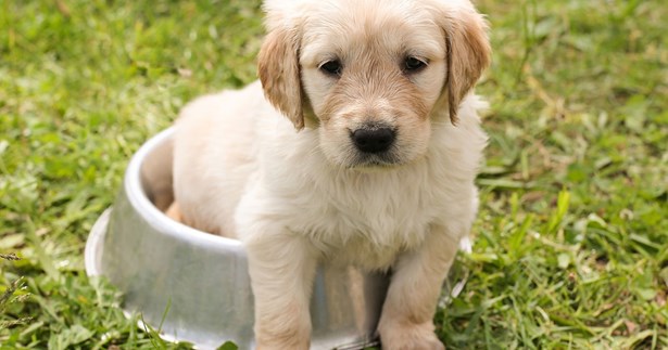 Γίνε κι εσύ εθελοντής του Δήμου Θηβαίων για τα αδέσποτα της περιοχής!