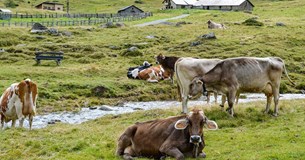 Παρεμβάσεις δύο δισεκατομμυρίων ευρώ για την στήριξη των κτηνοτρόφων