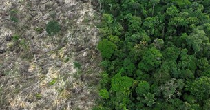 Αμαζόνιος: Η αποψίλωση του δάσους μειώθηκε κατά 30% τον Φεβρουάριο