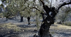 Εργασίες κλαδέματος στον πληγέντα από την πυρκαγιά ελαιώνα της Μονής του Οσίου Λουκά