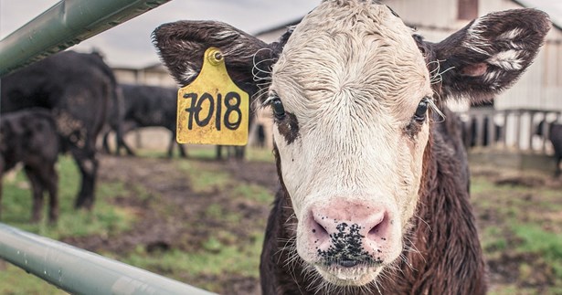 Επιστολή του Υπ.ΑΑΤ στους Περιφερειάρχες για την Εκπόνηση Διαχειριστικών Σχεδίων Βόσκησης