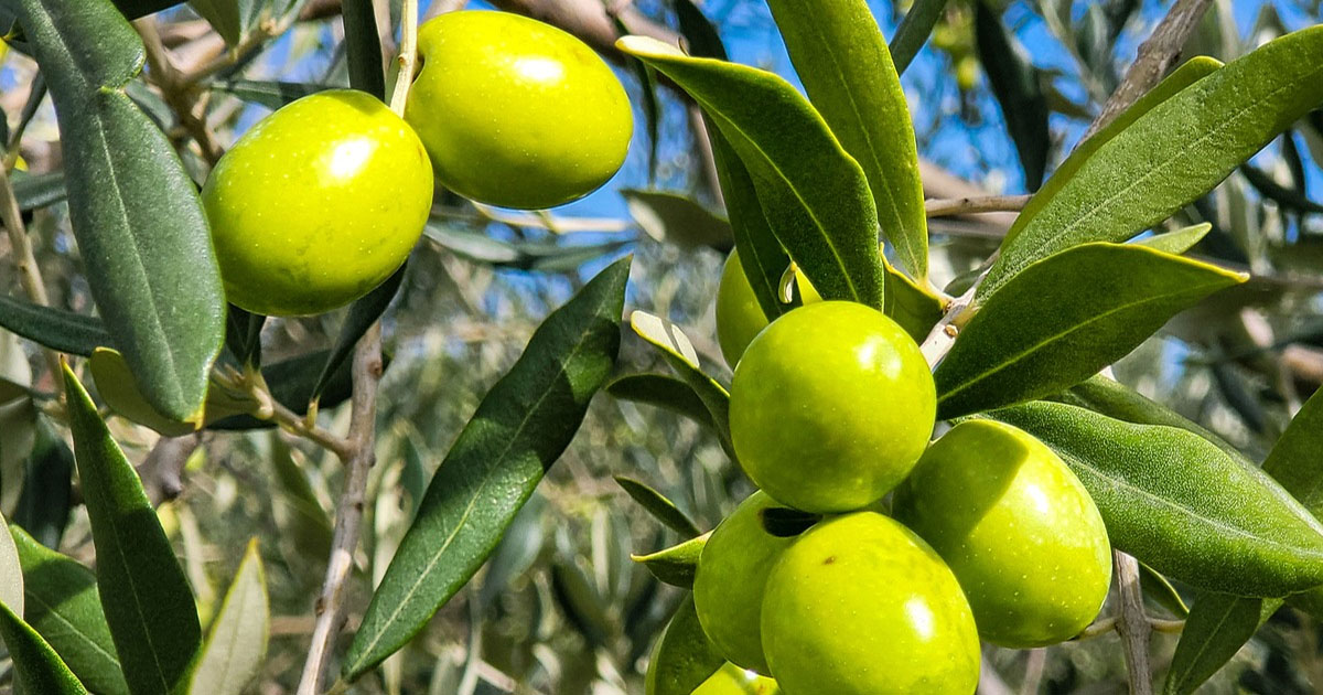 Κ. Αποστολόπουλος: «Δικαίωση για την ελιά καλαμών»