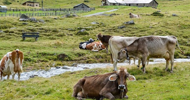 Μέτρα για την προφύλαξη των κτηνοτροφικών εγκαταστάσεων στη Στερεά Ελλάδα