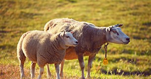 Ζημία 1,5 εκατομμυρίου ευρώ έπαθαν οι εξαπατημένοι κτηνοτρόφοι σε Βοιωτία και Φωκίδα - Ο δικηγόρος των κτηνοτρόφων στο Ράδιο Θήβα