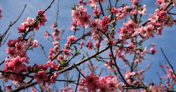 Ανοιξιάτικος καιρός με άνοδο της θερμοκρασίας
