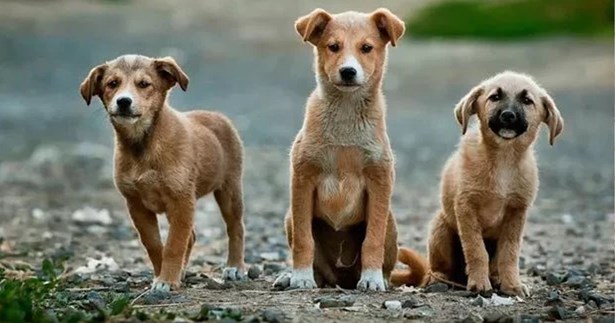 Ο Δήμος Λεβαδέων καταγγέλλει περιστατικά ρίψης φόλας