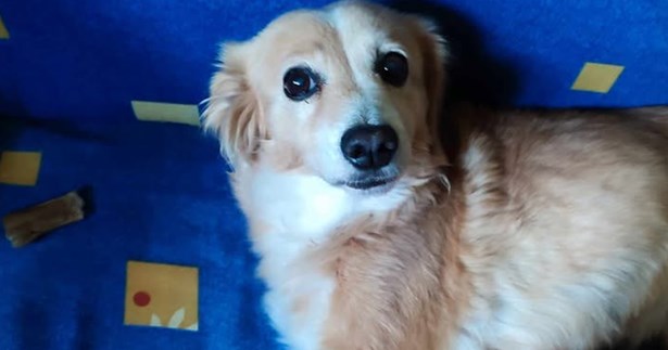 Χάθηκε το σκυλάκι στη φωτογραφία - Μπορείτε να βοηθήσετε;