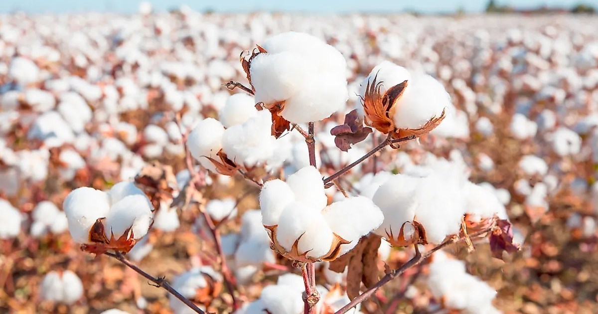 Πακέτο Μητσοτάκη για βαμβάκι 30 ευρώ το στρέμμα, καλαμπόκι 25, ηλίανθο 20, αμπέλι 100 και αμύγδαλα 150 ευρώ Πακέτο Μητσοτάκη για βαμβάκι 30 ευρώ το στρέμμα, καλαμπόκι 25, ηλίανθο 20, αμπέλι 100 και αμύγδαλα 150 ευρώ