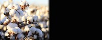 Μετράνε φέτος οι εκτάσεις σε βαμβάκι, βιομηχανική ντομάτα για το πριμ άνθρακα 31 και 70 ευρώ αντίστοιχα