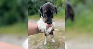 Κουταβάκι 4 μηνών ψάχνει σπίτι στον Ορχομενό