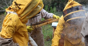 Ξεκίνησαν οι αιτήσεις για το πρόγραμμα για την προστασία των μελισσοσμηνών και την ενίσχυση της βιοποικιλότητας
